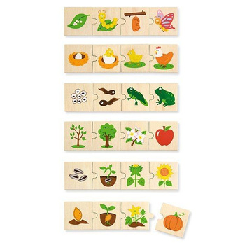 Viga Etapy rozwoju roślin i zwierząt