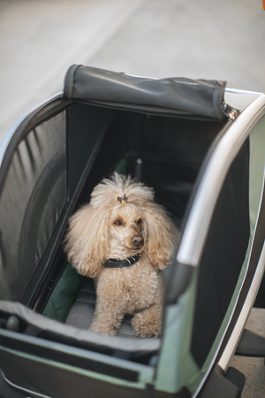 Przyczepka rowerowa dla psa - Thule Bexey L do 45 kg - Haze green