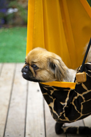 Amazonas Huśtawka dziecięca Hang Mini Żyrafa