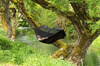 Amazonas Hamak Moskito-Traveller Extreme