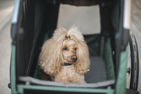 Przyczepka rowerowa dla psa - Thule Bexey L do 45 kg - Haze green